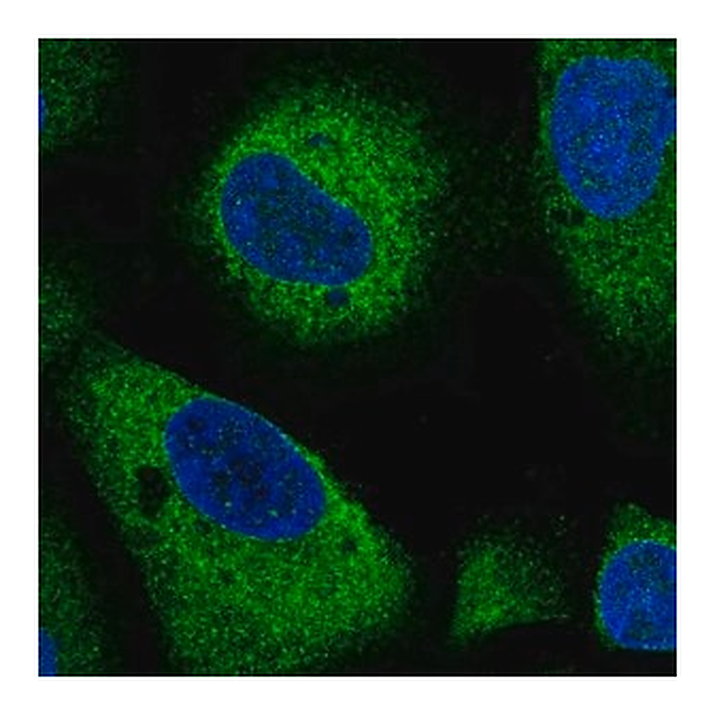 Merck Anti-ARHGAP5 antibody produced in rabbit