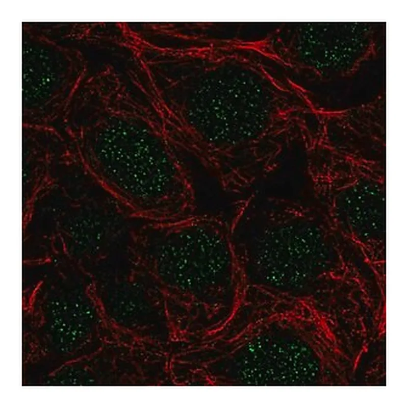 Merck Anti-SRSF5 antibody produced in rabbit