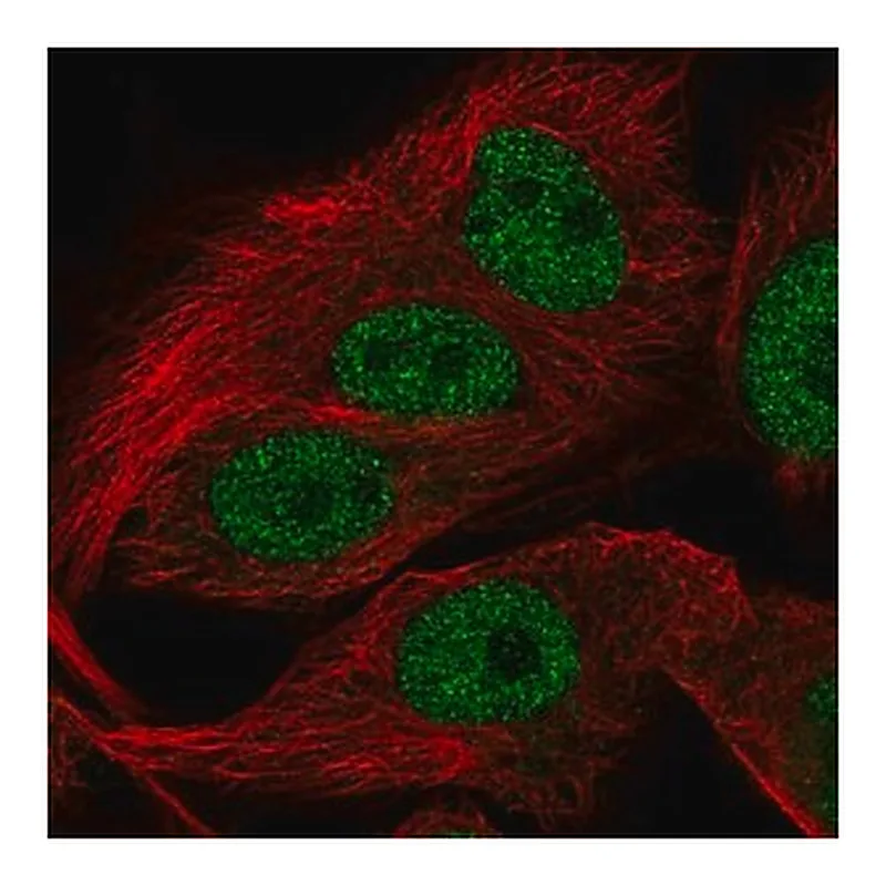 Merck Anti-FAM81A antibody produced in rabbit