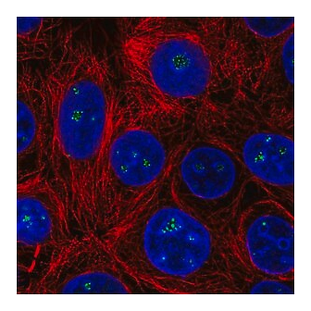 Merck Anti-HDAC10 antibody produced in rabbit