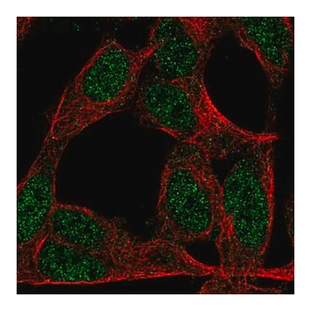 Merck Anti-ZNF423 antibody produced in rabbit