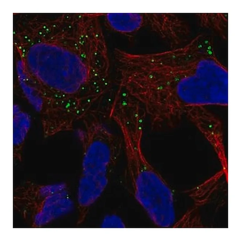 Merck Anti-GABARAPL1 antibody produced in rabbit
