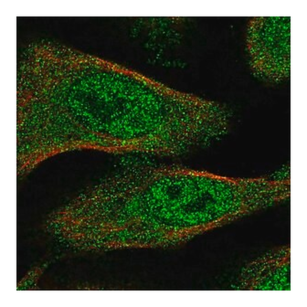 Merck Anti-TXNL4B antibody produced in rabbit