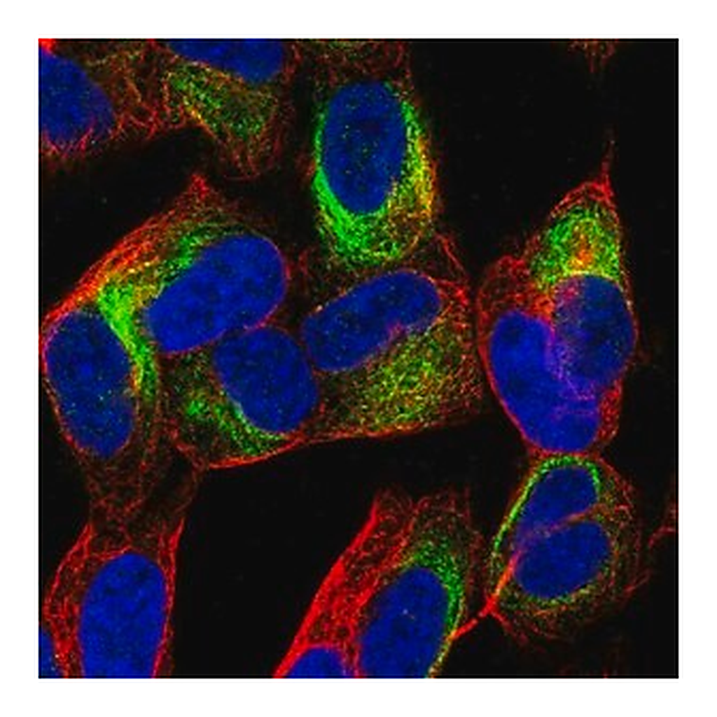 Merck Anti-TBC1D16 antibody produced in rabbit