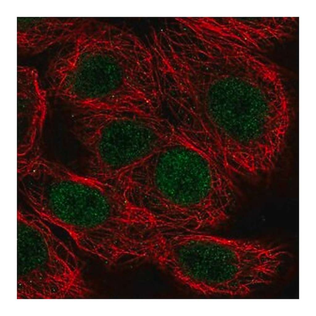 Merck Anti-MAZ antibody produced in rabbit