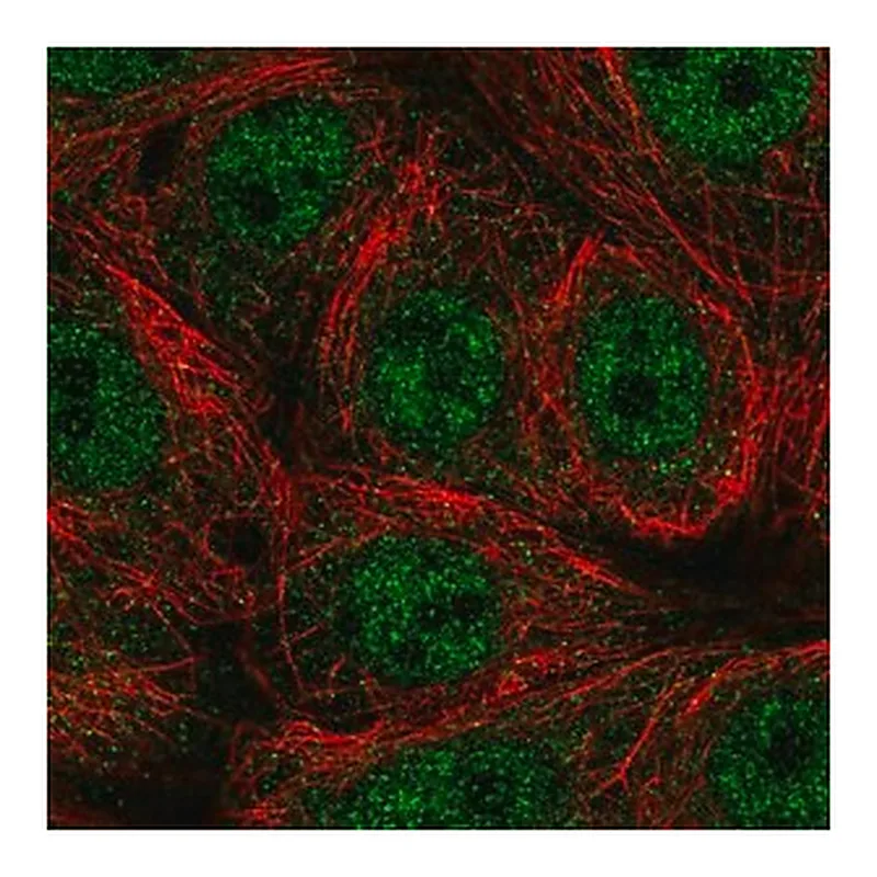 Merck Anti-SEMA4A antibody produced in rabbit