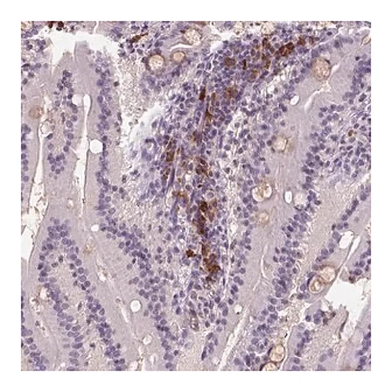 Merck Anti-SCML4 antibody produced in rabbit