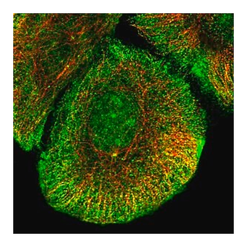 Merck Anti-KCNB2 antibody produced in rabbit