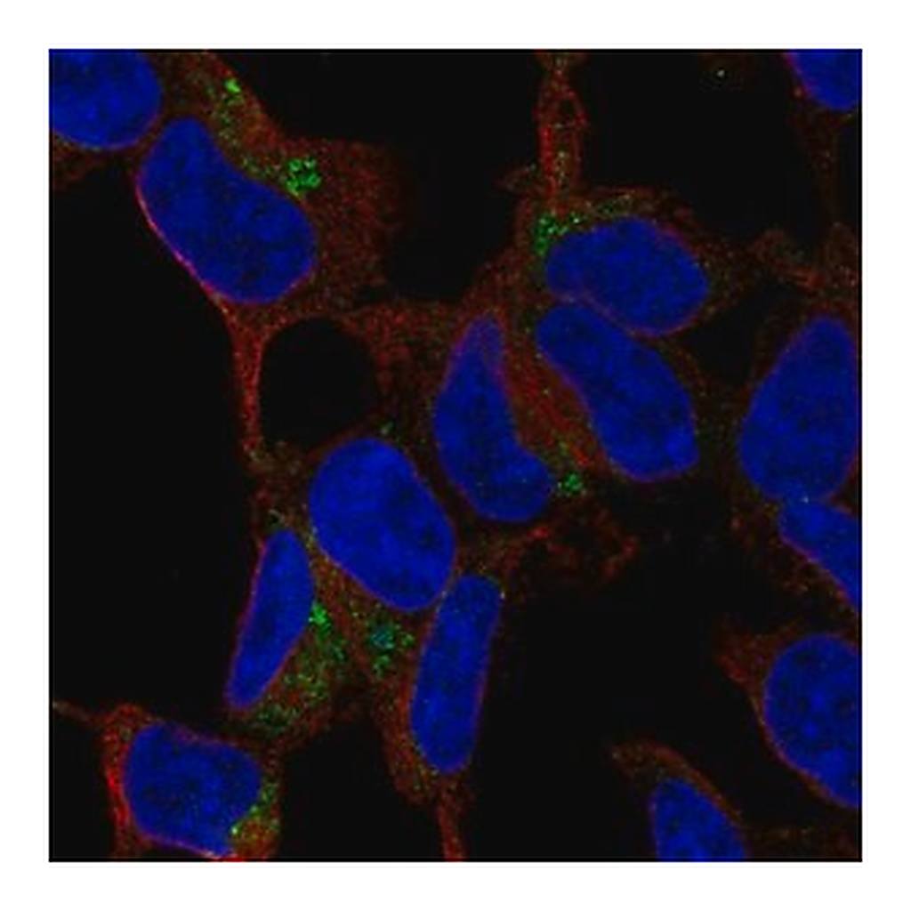 Merck Anti-C1QTNF3 antibody produced in rabbit
