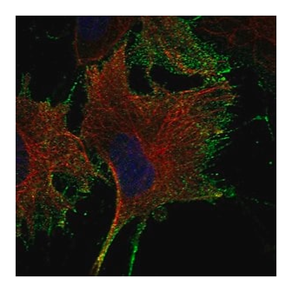 Merck Anti-NTNG1 antibody produced in rabbit
