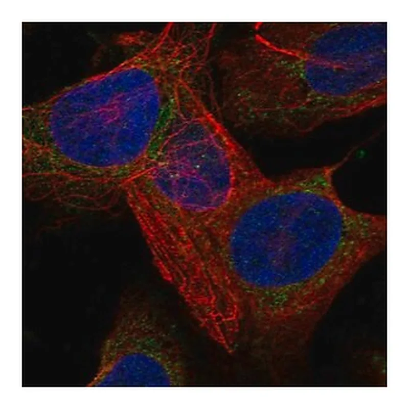 Merck Anti-LARS2 antibody produced in rabbit