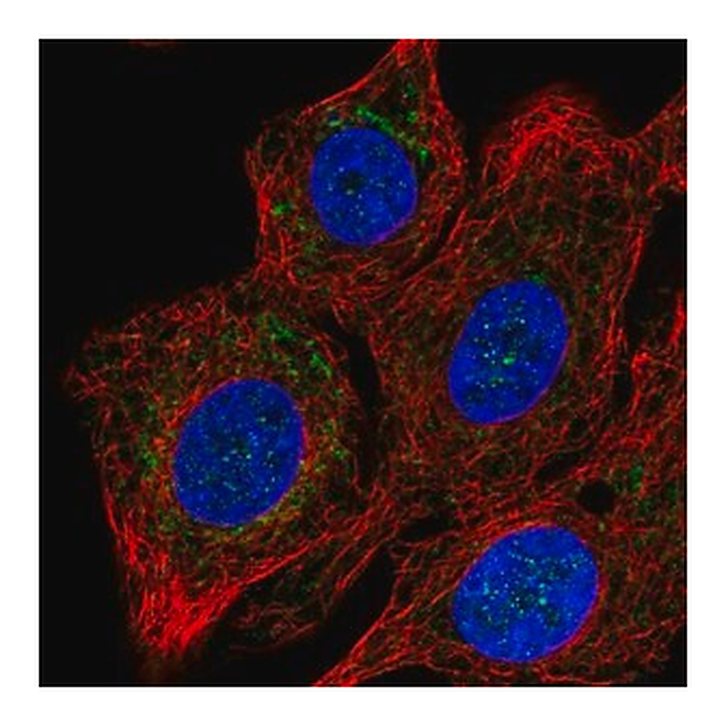 Merck Anti-COX15 antibody produced in rabbit