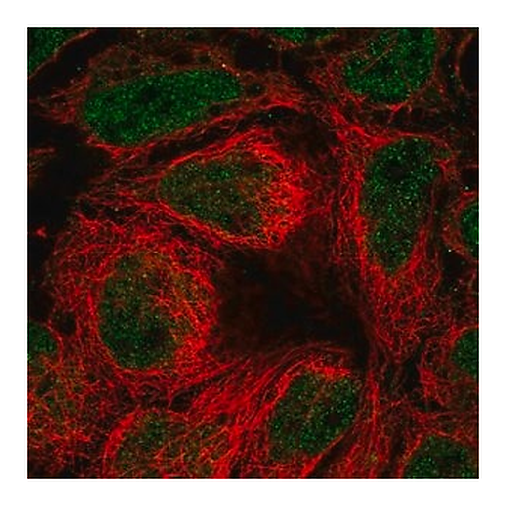 Merck Anti-SLC39A10 antibody produced in rabbit
