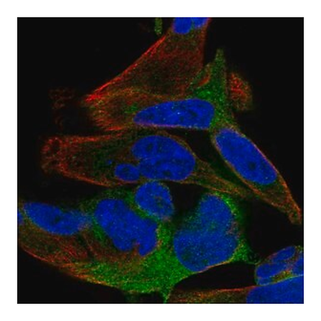 Merck Anti-SPATS2 antibody produced in rabbit