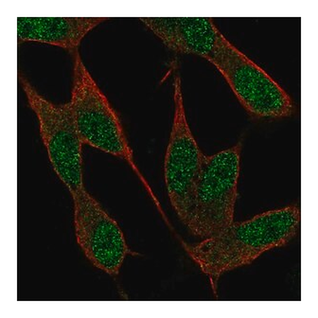 Merck Anti-NAF1 antibody produced in rabbit