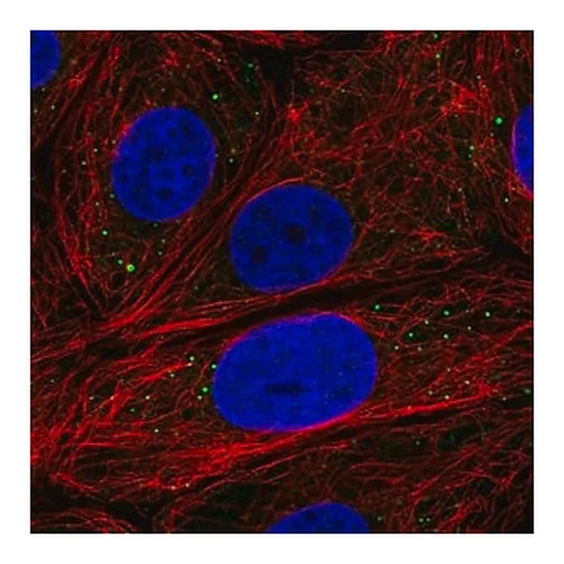 Merck Anti-EDC3 antibody produced in rabbit