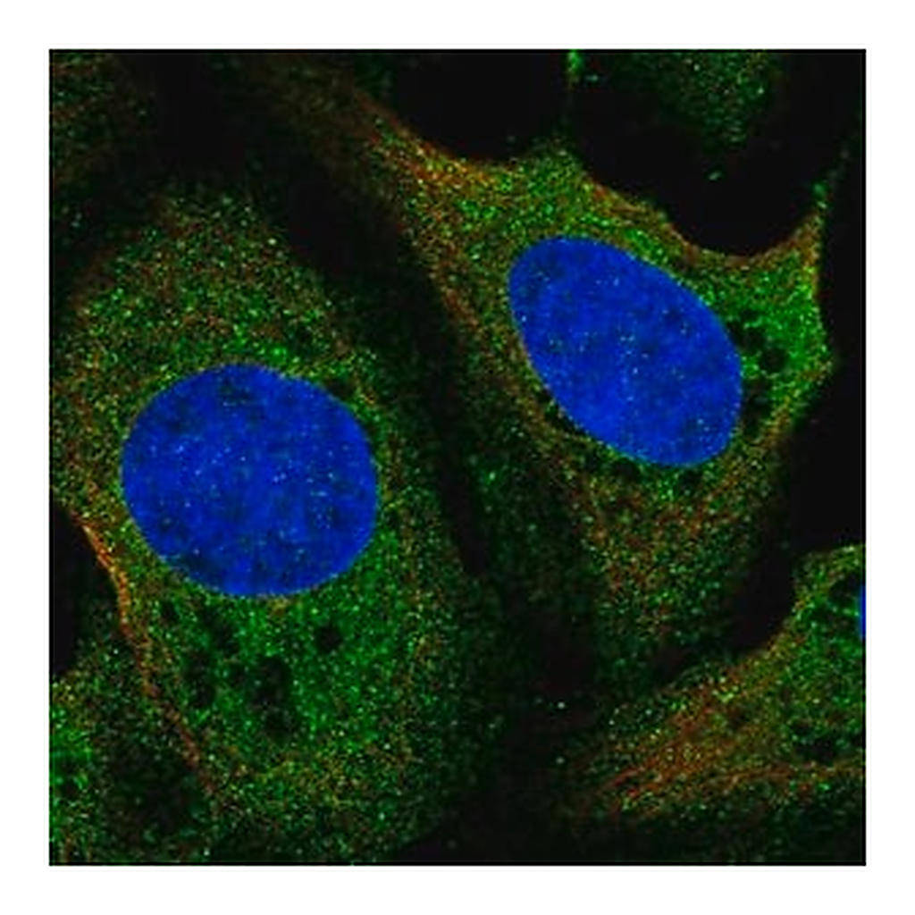 Merck Anti-LDHD antibody produced in rabbit