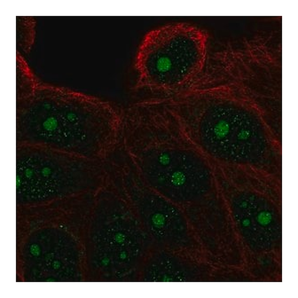 Merck Anti-FAM133A antibody produced in rabbit