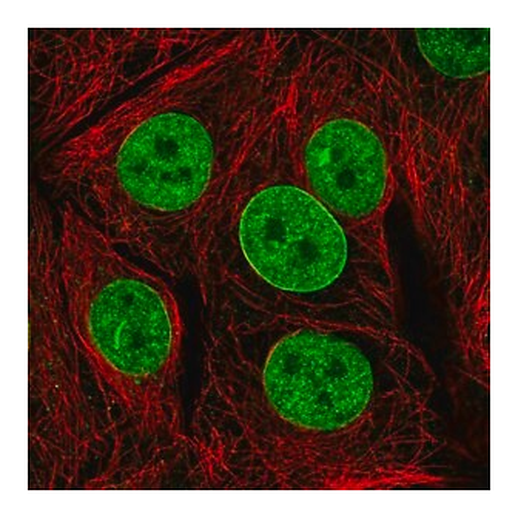 Merck Anti-TAF3 antibody produced in rabbit