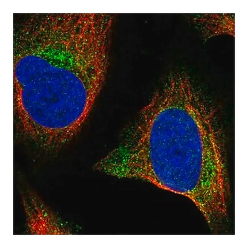 Merck Anti-WNT2B antibody produced in rabbit