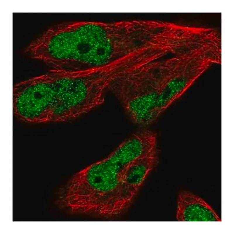 Merck Anti-JMJD1C antibody produced in rabbit