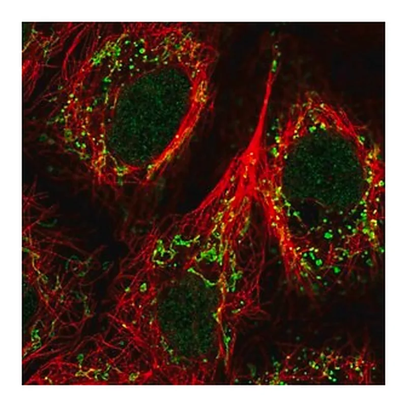Merck Anti-GPR87 antibody produced in rabbit