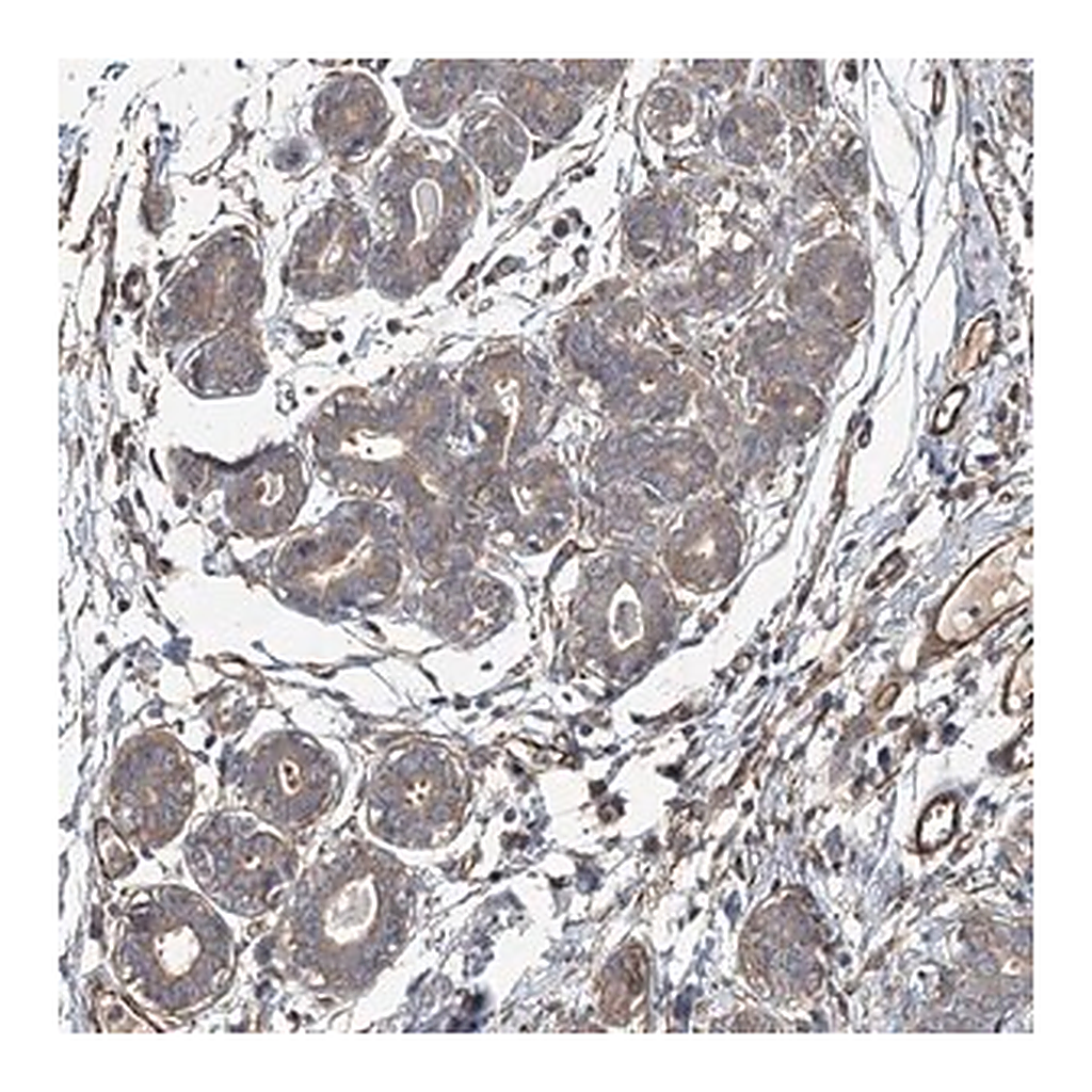 Merck Anti-SPG20 antibody produced in rabbit