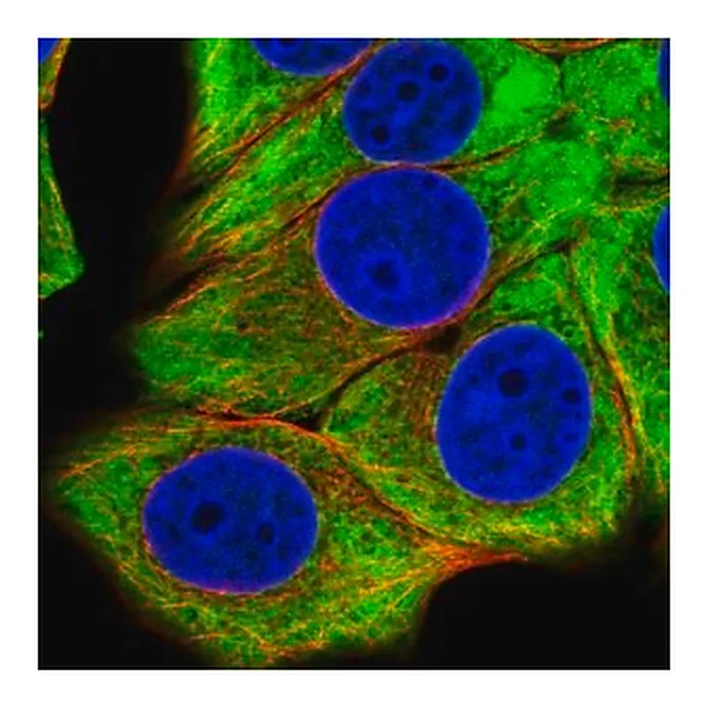 Merck Anti-EIF4B antibody produced in rabbit