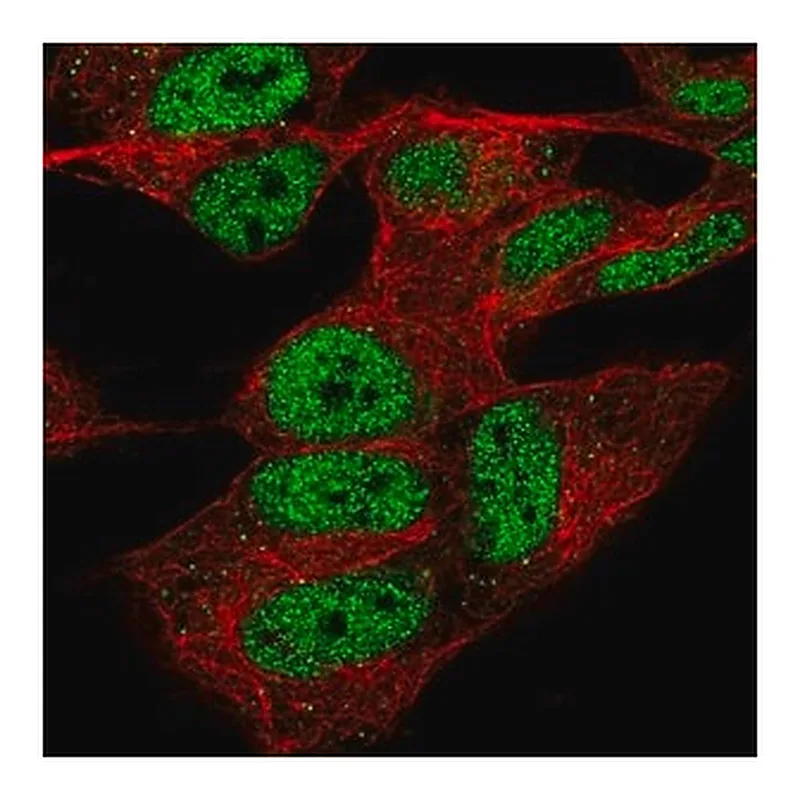 Merck Anti-CPSF4 antibody produced in rabbit