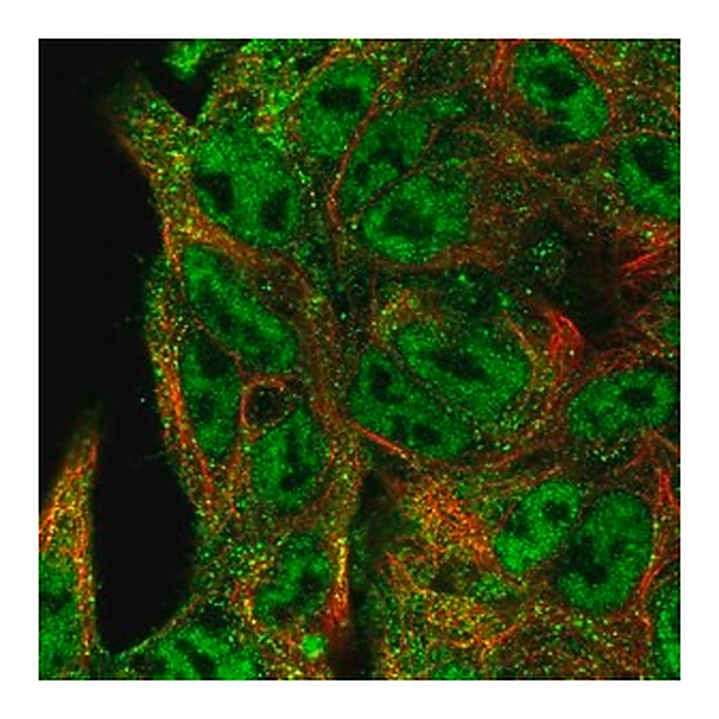 Merck Anti-NEDD9 antibody produced in rabbit