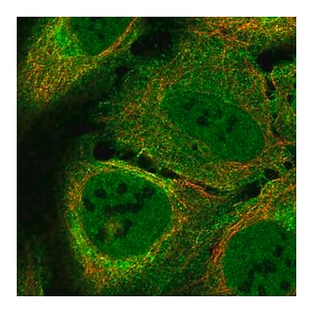 Merck Anti-LUZP2 antibody produced in rabbit