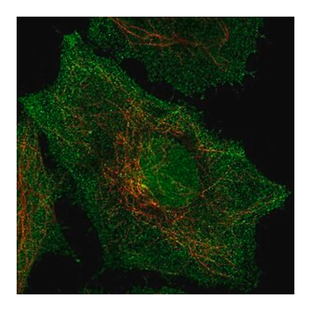 Merck Anti-SPPL2B antibody produced in rabbit