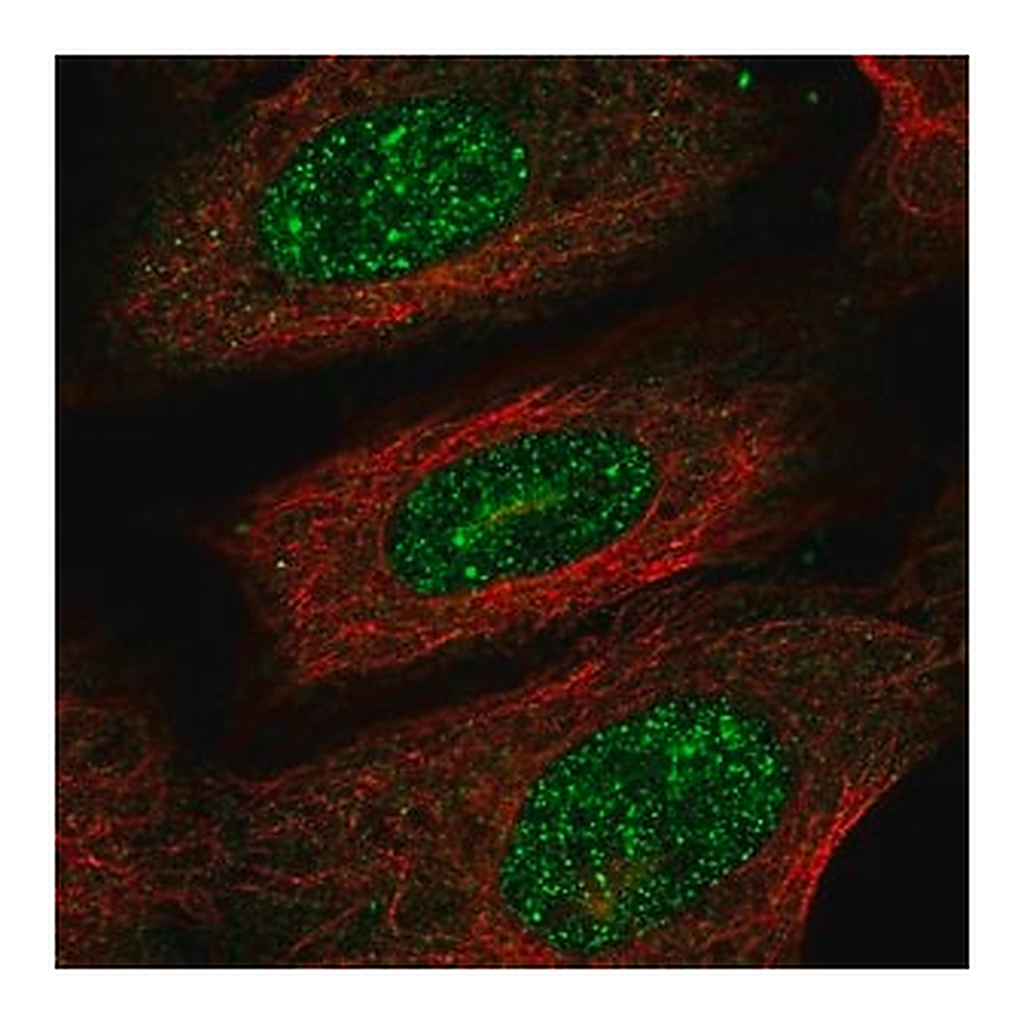 Merck Anti-PRR13 antibody produced in rabbit