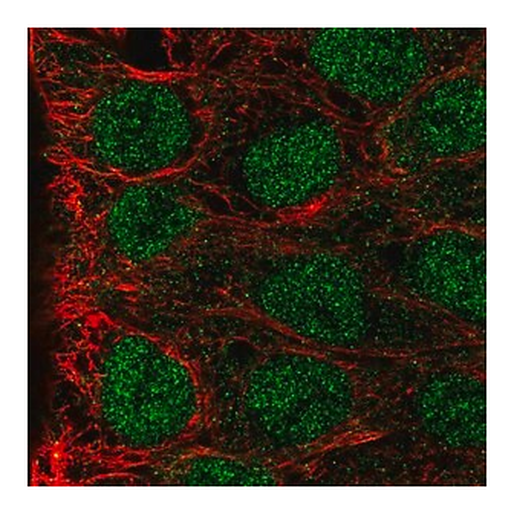 Merck Anti-MAB21L3 antibody produced in rabbit