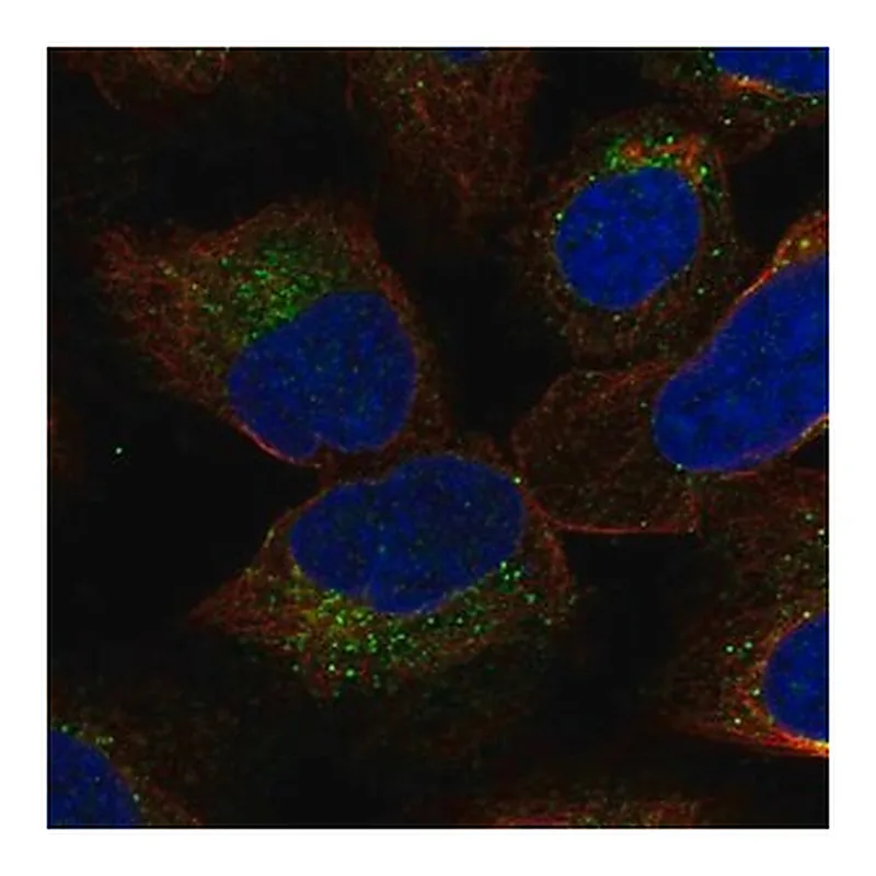 Merck Anti-YIF1B antibody produced in rabbit
