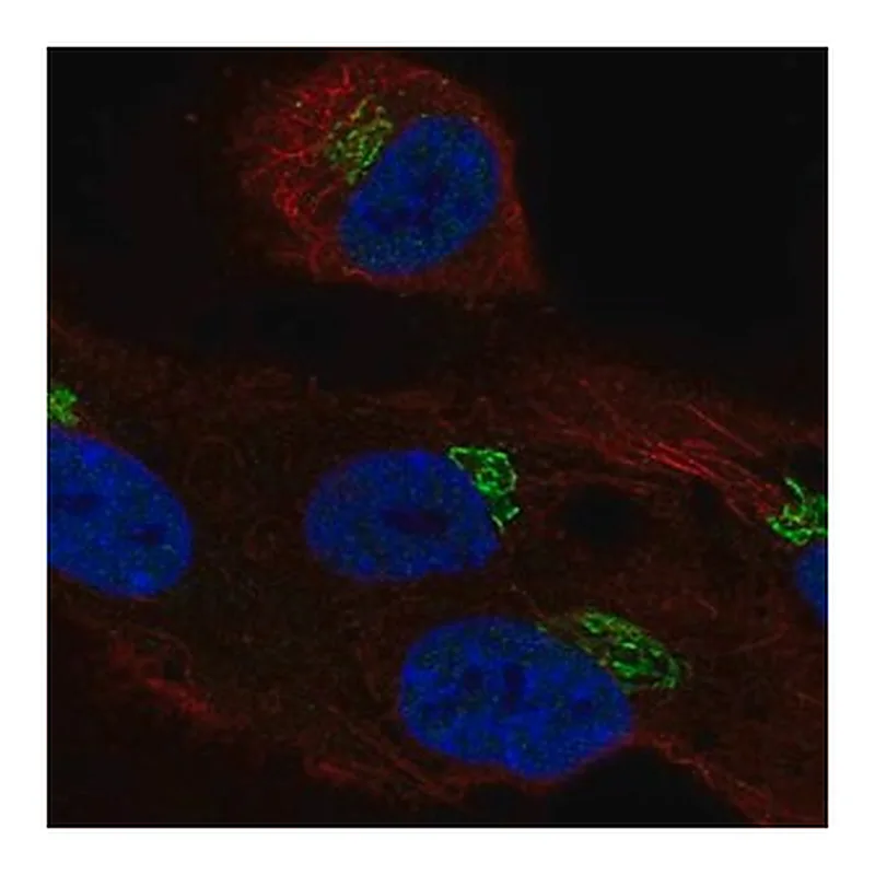 Merck Anti-LRRC43 antibody produced in rabbit