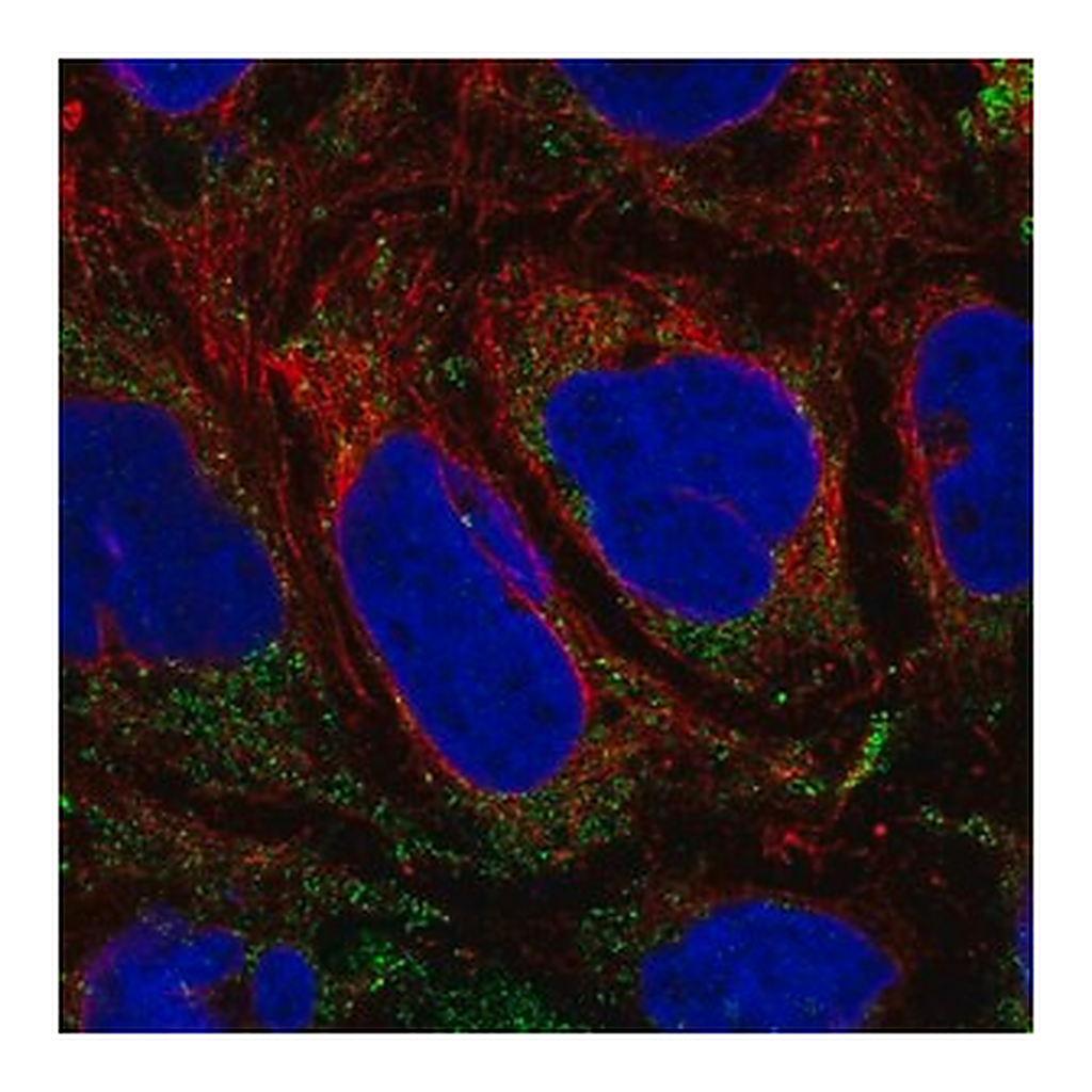 Merck Anti-SLC25A46 antibody produced in rabbit