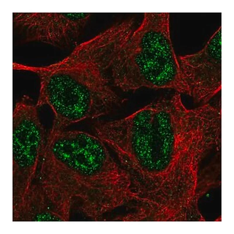 Merck Anti-TMEM101 antibody produced in rabbit