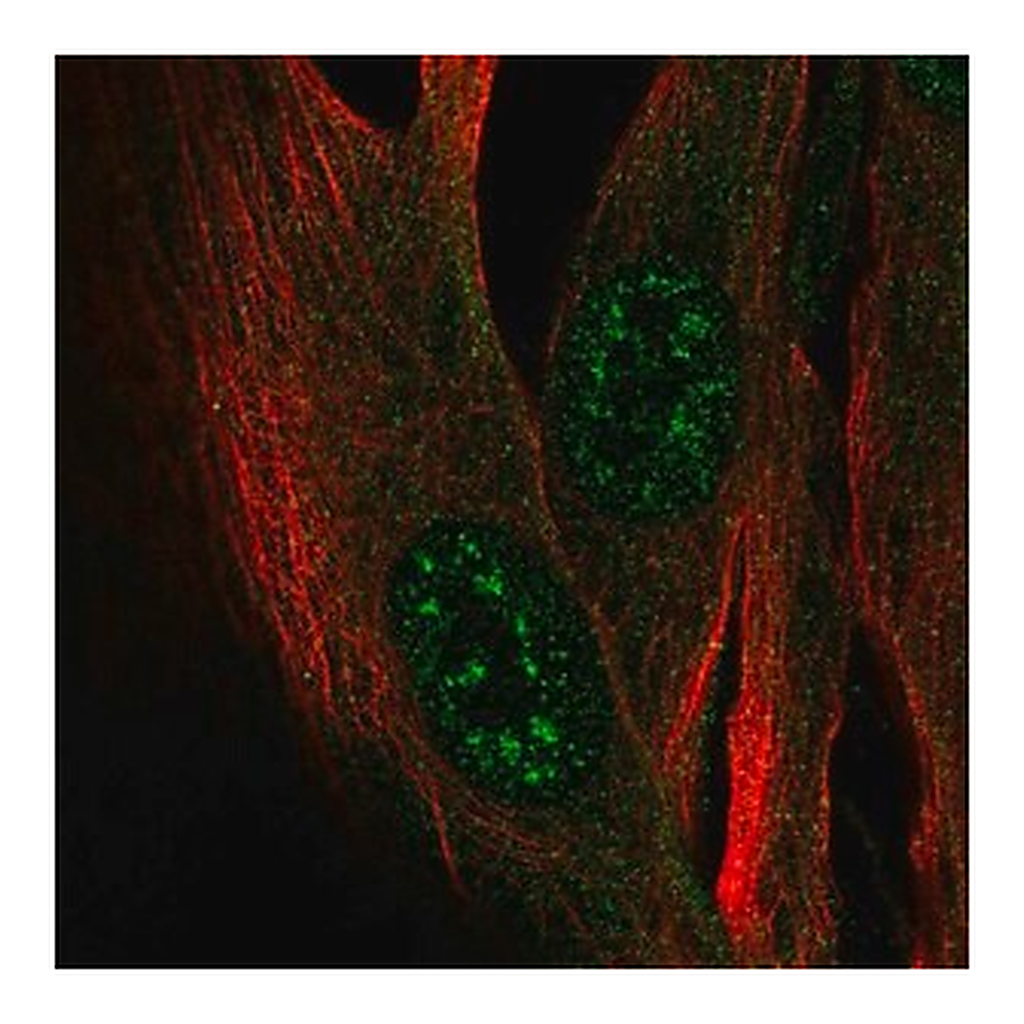 Merck Anti-ZCWPW2 antibody produced in rabbit
