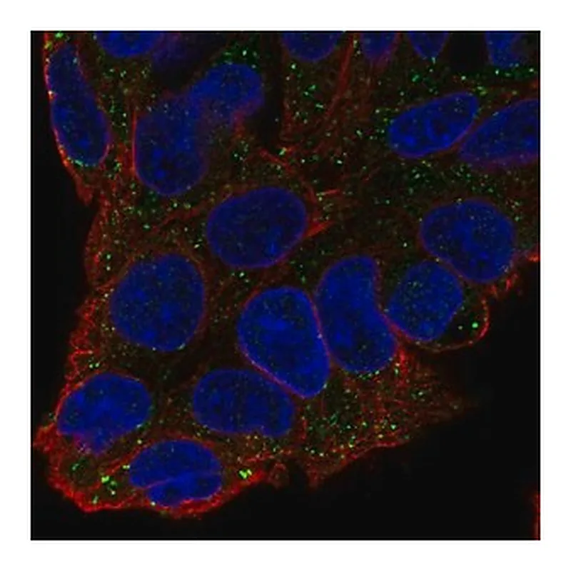 Merck Anti-F11 antibody produced in rabbit