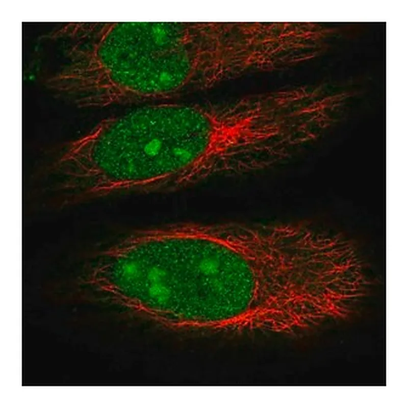 Merck Anti-DDX55 antibody produced in rabbit