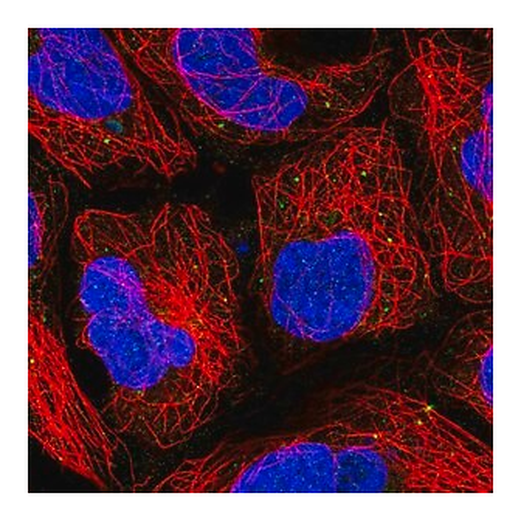 Merck Anti-PUSL1 antibody produced in rabbit
