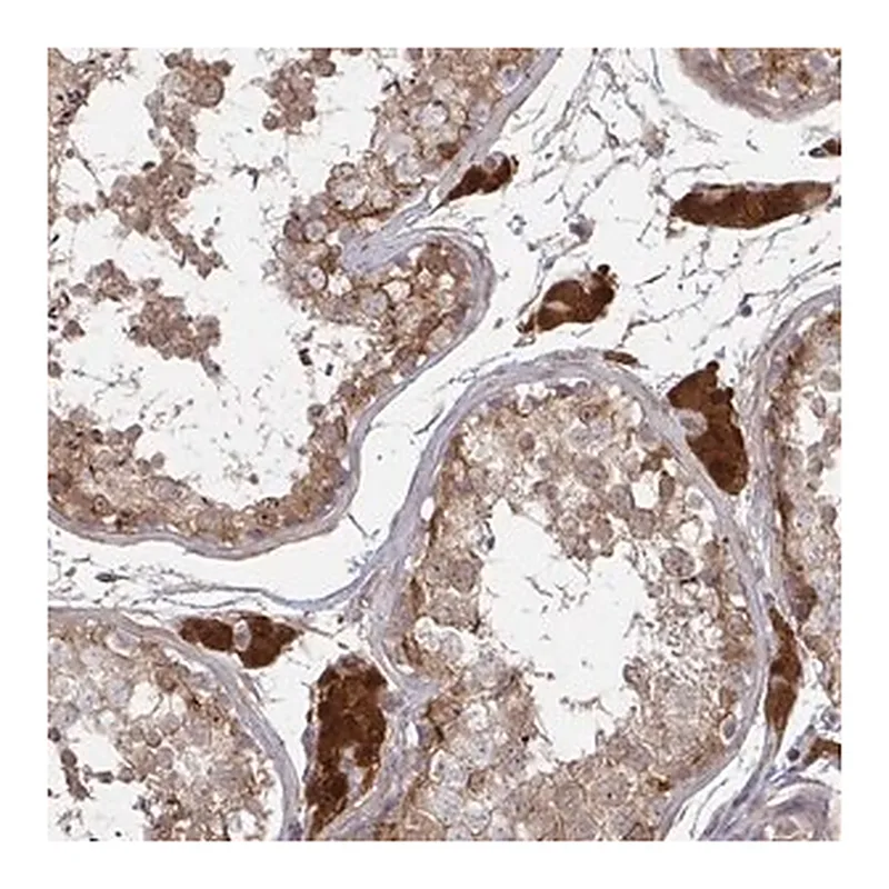 Merck Anti-CCS antibody produced in rabbit