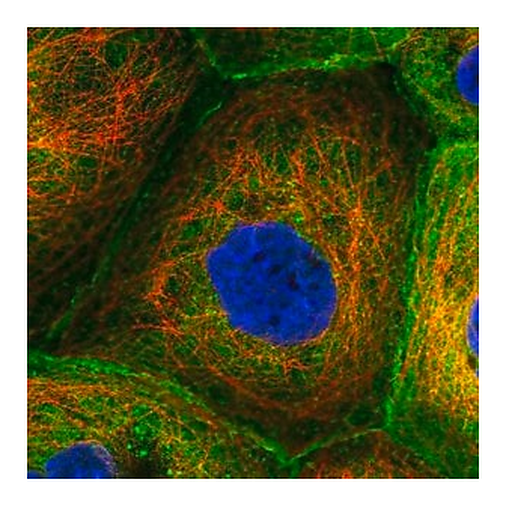 Merck Anti-CORO1B antibody produced in rabbit
