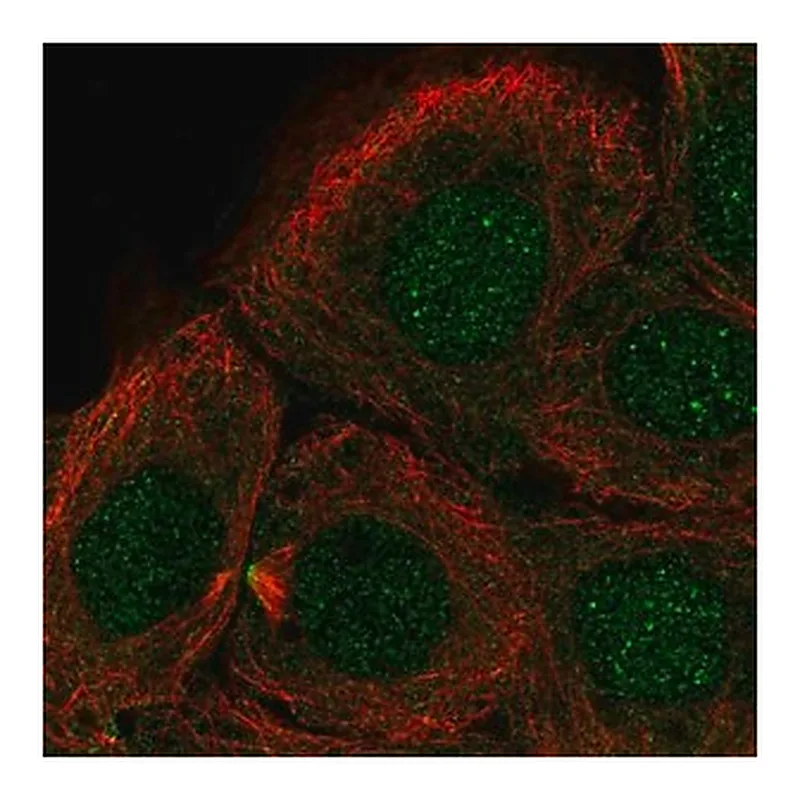 Merck Anti-DNHD1 antibody produced in rabbit