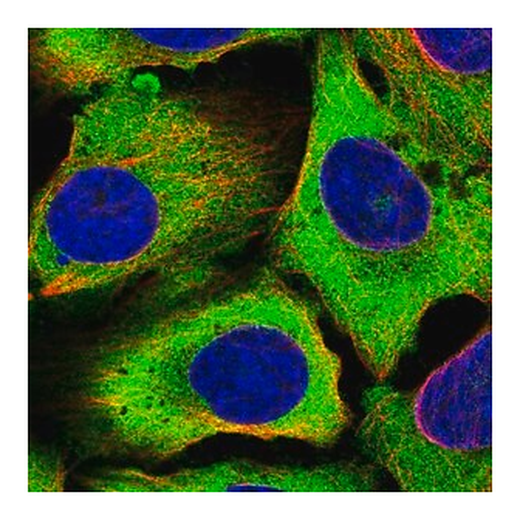 Merck Anti-EIF5B antibody produced in rabbit