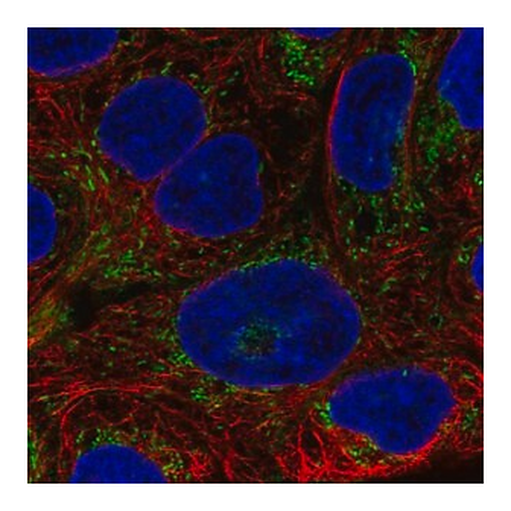 Merck Anti-AIM2 antibody produced in rabbit