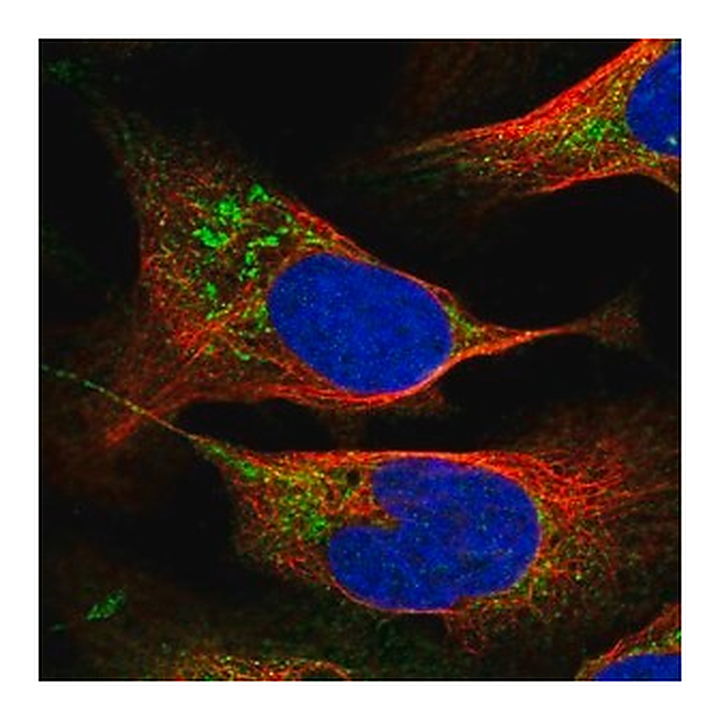 Merck Anti-PTPMT1 antibody produced in rabbit