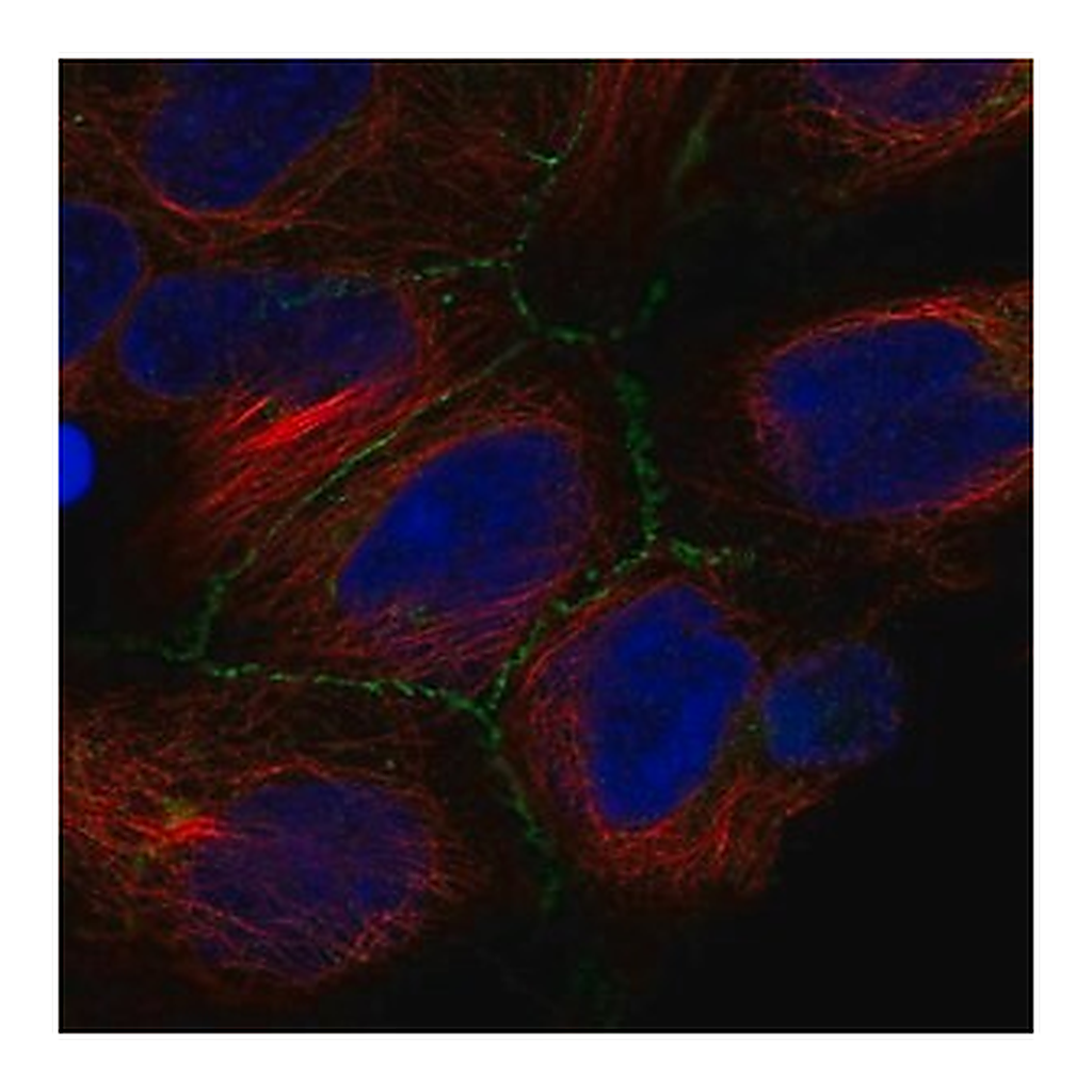 Merck Anti-IREB2 antibody produced in rabbit