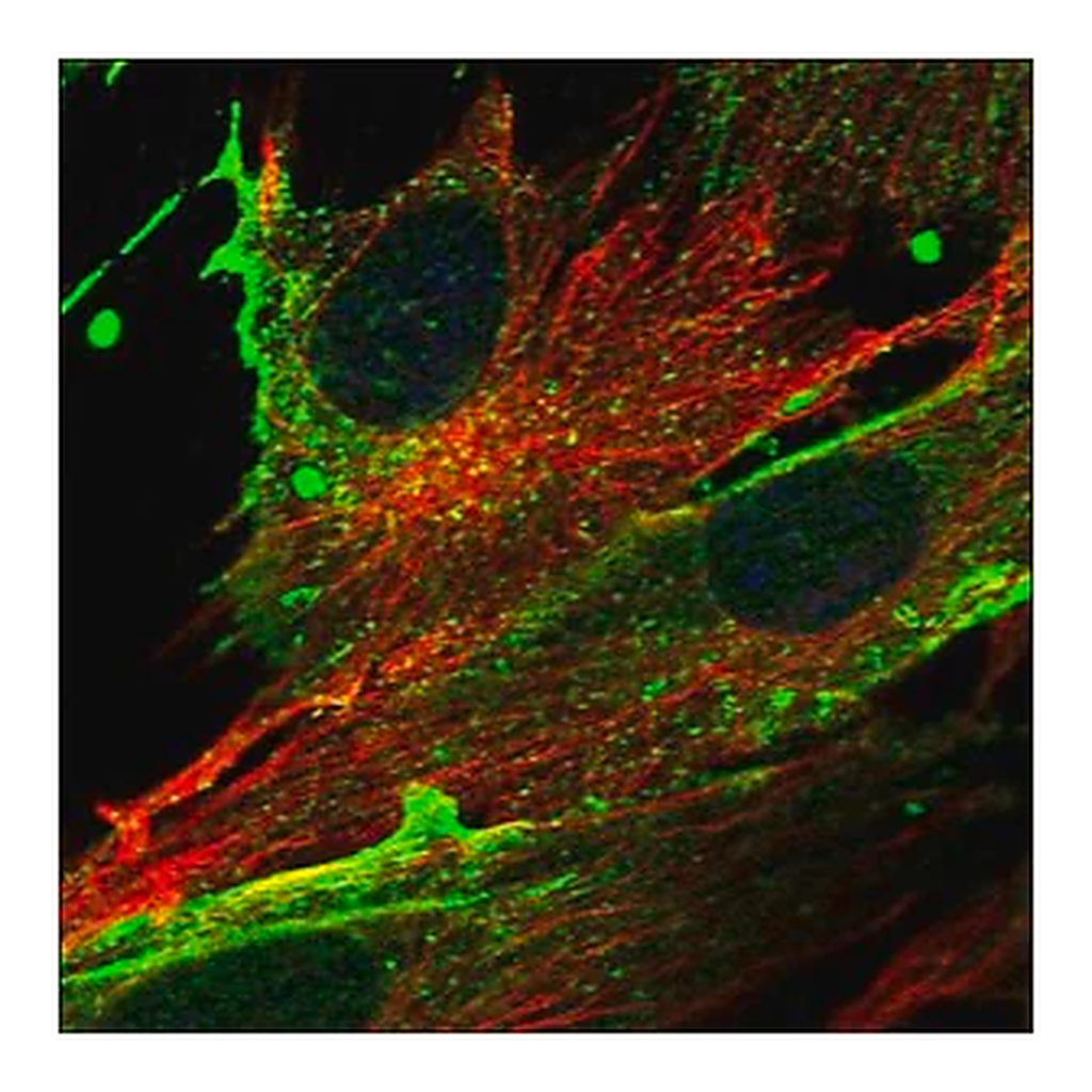 Merck Anti-ISLR antibody produced in rabbit